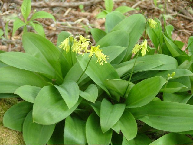 Clintonia